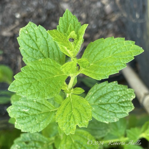 Citroenmelisse-Melissa-Officinalis