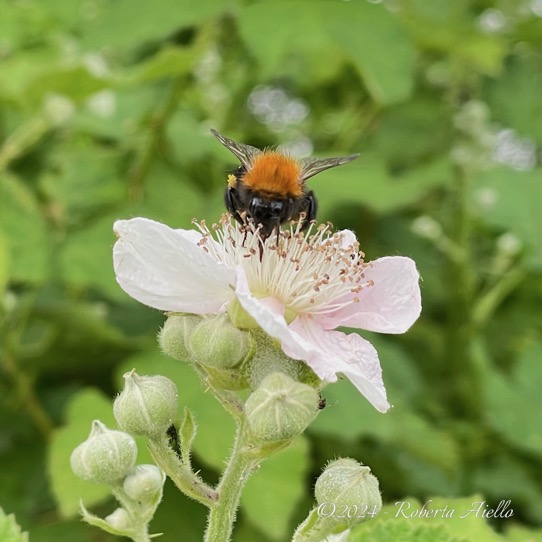 Dijkviltbraam-Rubus-Armeniacus