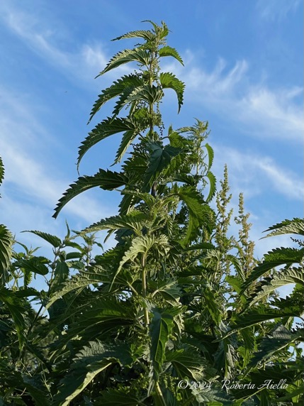 Kruidengeneeskunde-De-Grote-Brandnetel-Urtica-Dioica